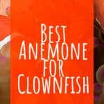 5 Best Anemone for Clownfish
