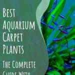 5 Best Aquarium Carpet Plants