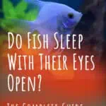 5 Do Fish Sleep With Their Eyes Open