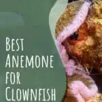 8 Best Anemone for Clownfish
