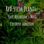 8 Red Stem Plants Your Aquariums Most Colorful Addition