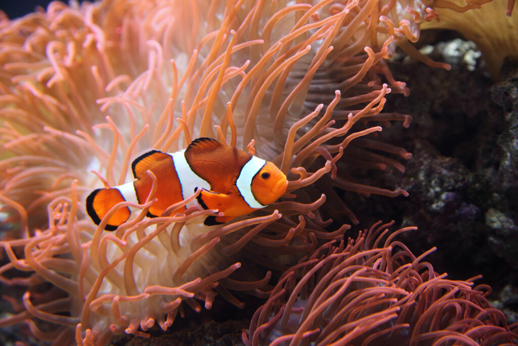 Best Anemone for Clownfish