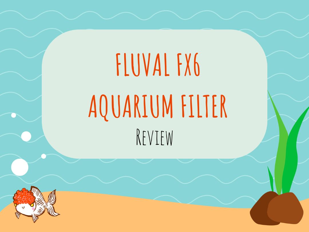 Fluval FX6 Review