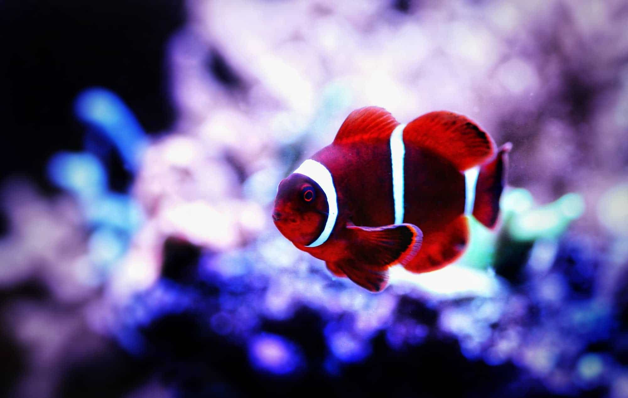 Red Sea Clownfish