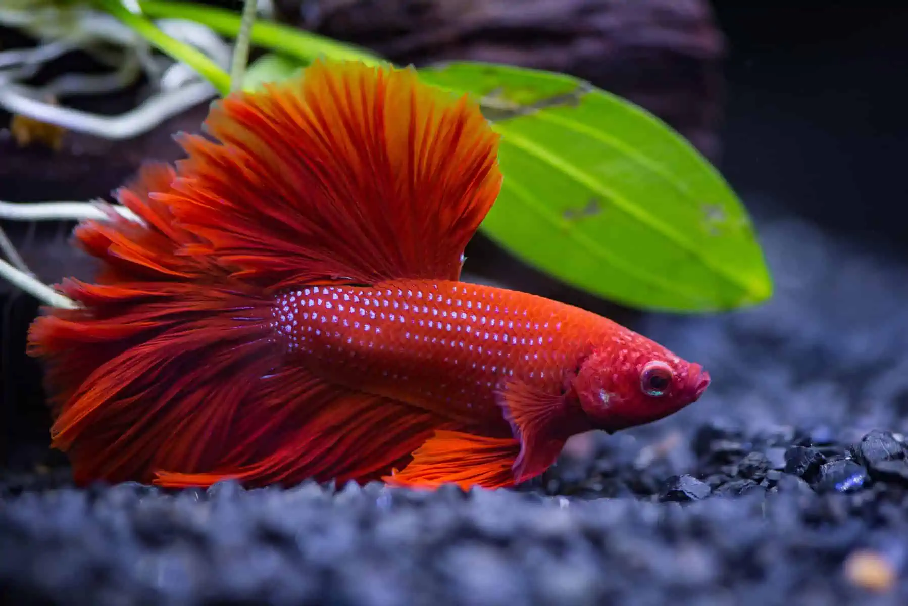 Can Betta fish Die of Old Age