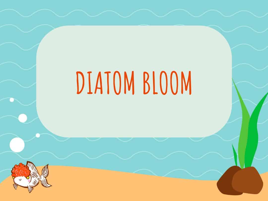 Diatom Bloom