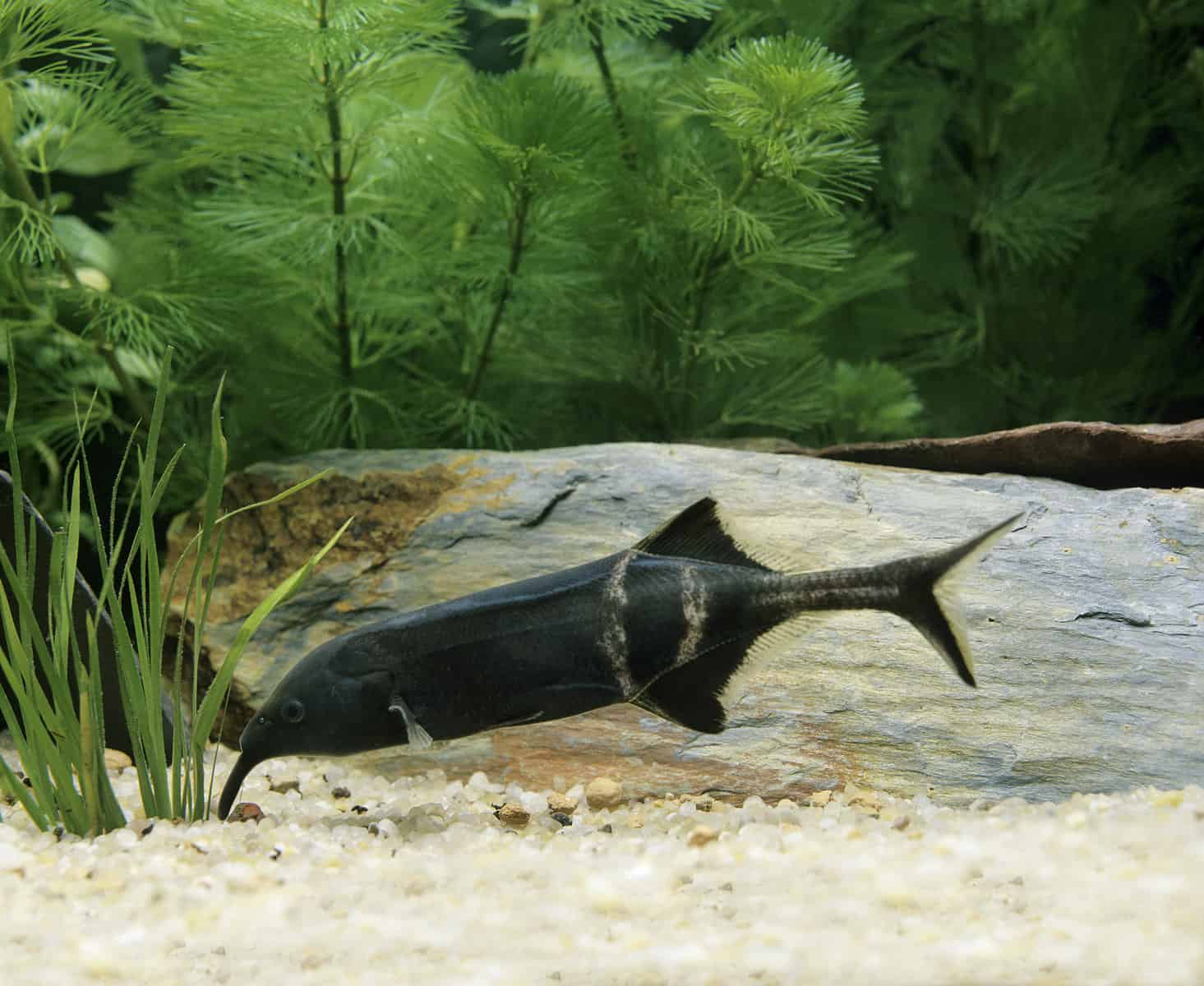 Elephantnose Fish