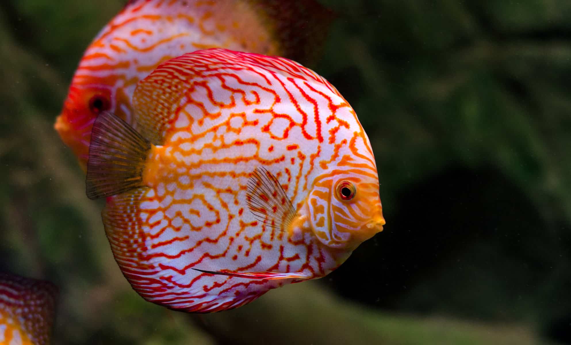 exotic pet fish