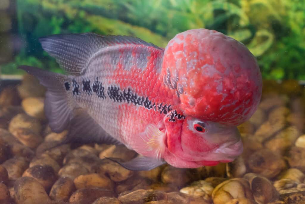 12 Aggressive Fish Species for Your Home Aquarium - Large Aquarium Setup For Aggressive Cichlids