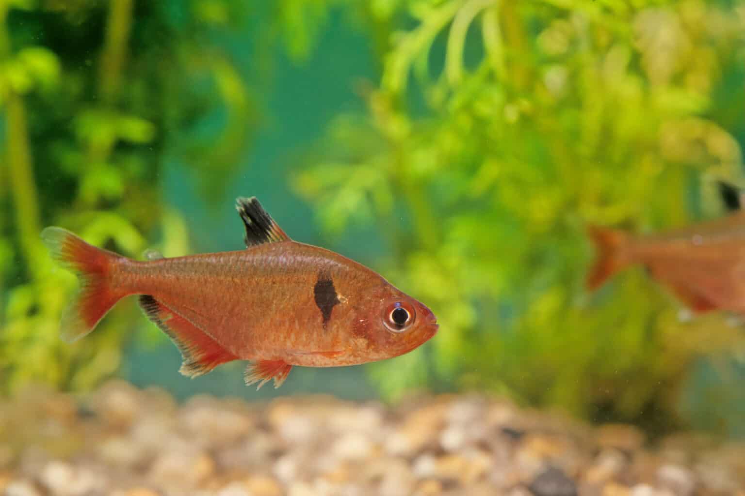 Types of Tetras 20 Popular Tetra Species & Care Guide