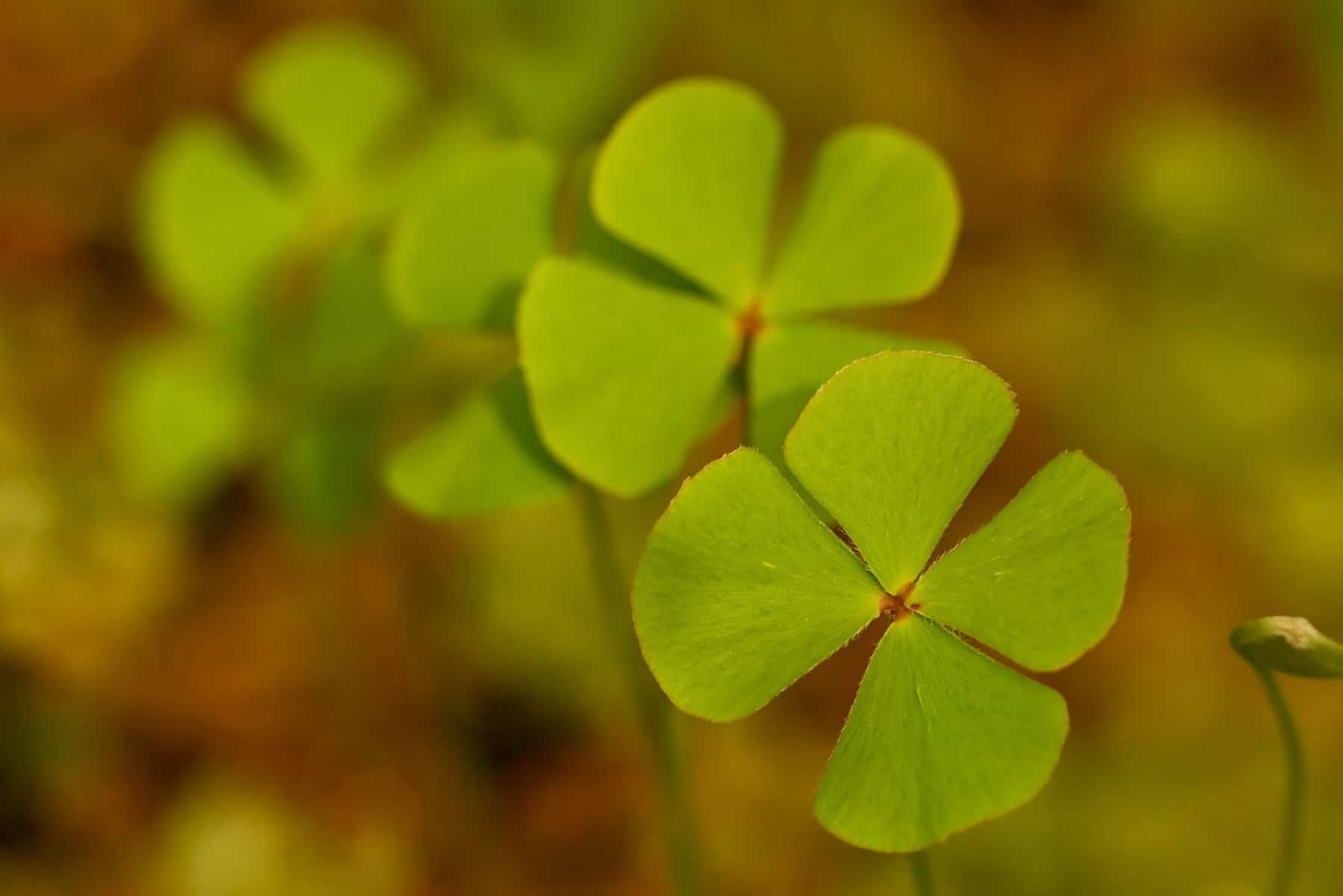 Marsilea Hirsuta