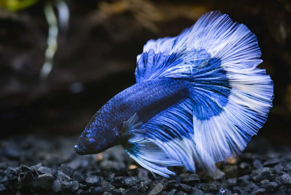 Most Beautiful Fish
