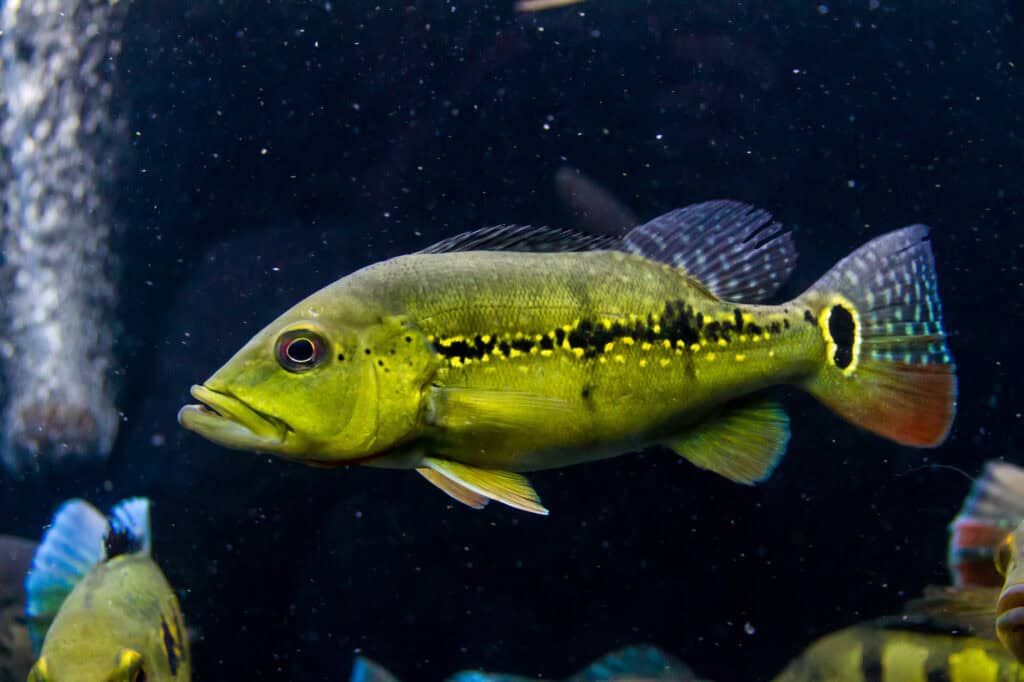 Peacock Bass Aquarium