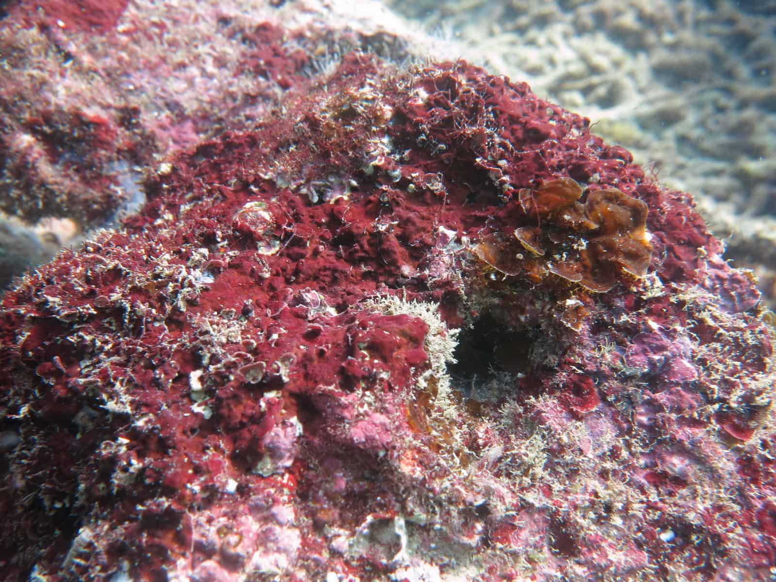 Red Slime Algae