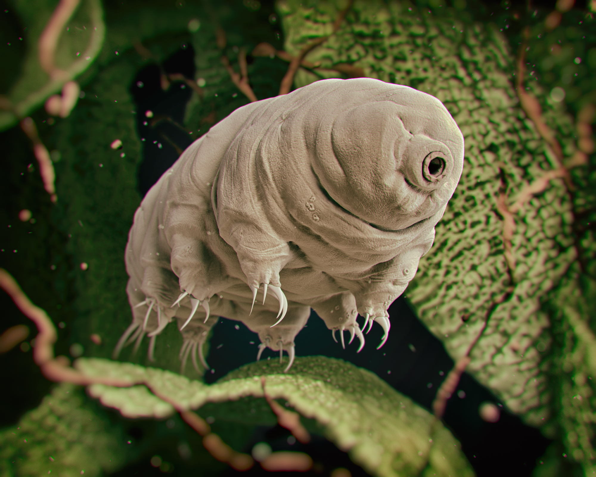 Fun Tardigrade Facts: A Guide to the World's Toughest Animals