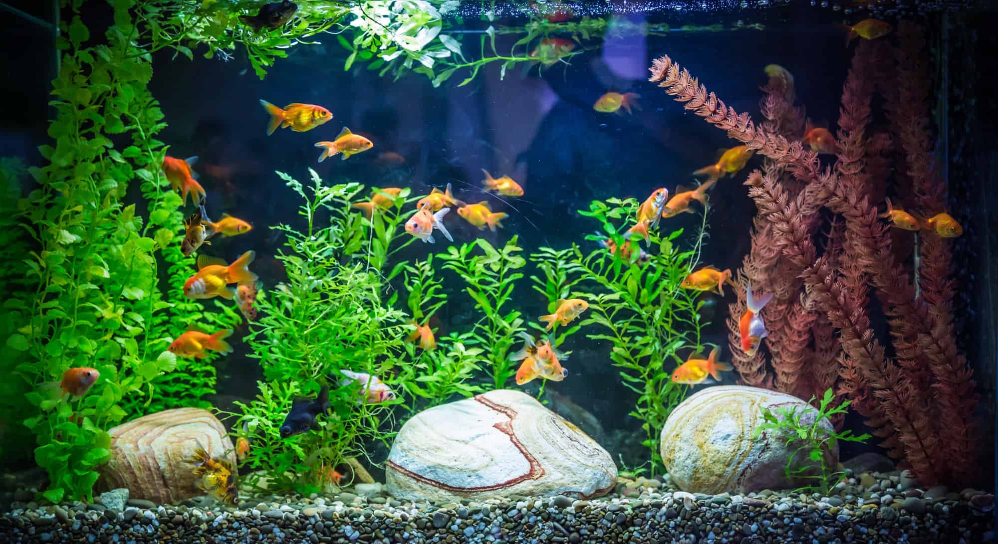 Acrylic or Glass Fish Tank
