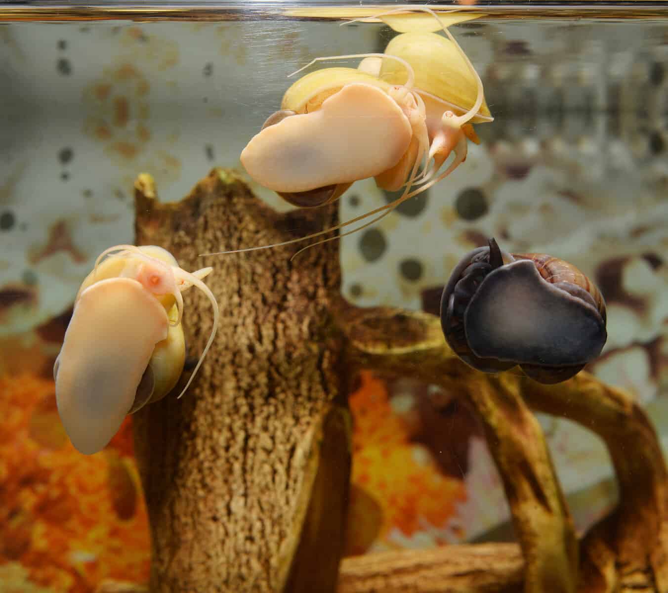 Apple Snail vs Mystery Snail