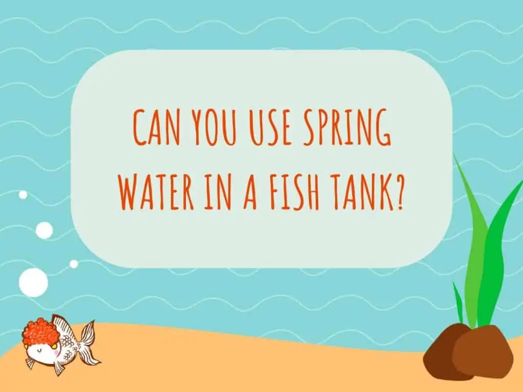 Can You Use Spring Water in a Fish Tank