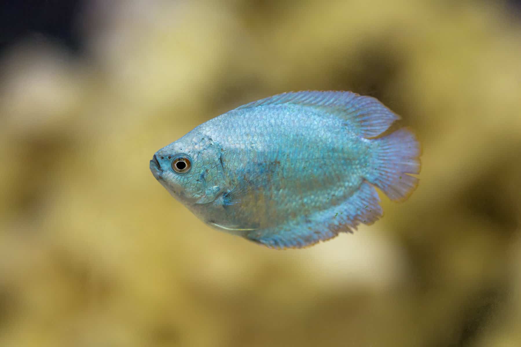 Centerpiece Fish for 20-gallon tank