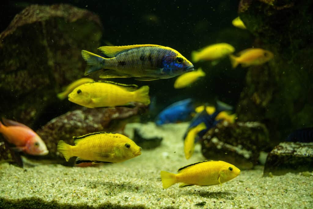 how many cichlids in a 20 gallon tank