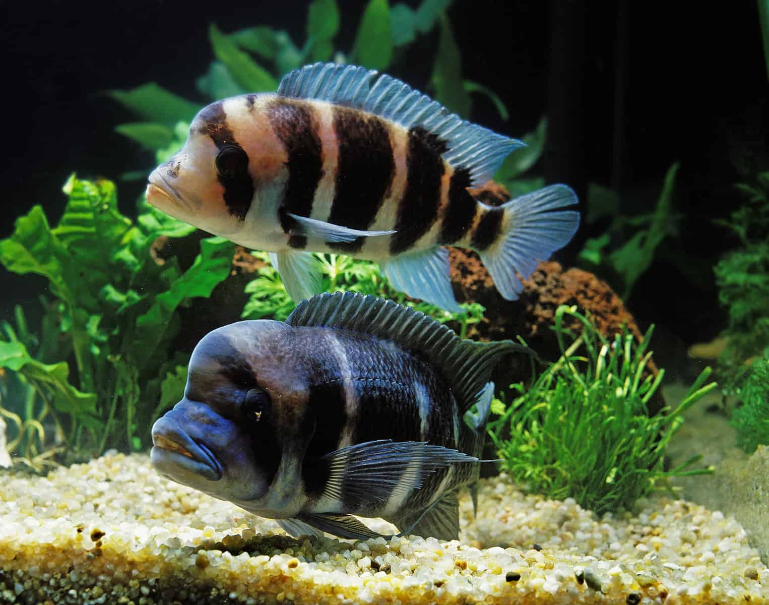 Frontosa Cichlid