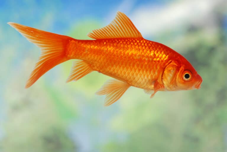Photo inspiration: Visual Reference: Scavenger Fish The Opportunistic Bottom Dwellers