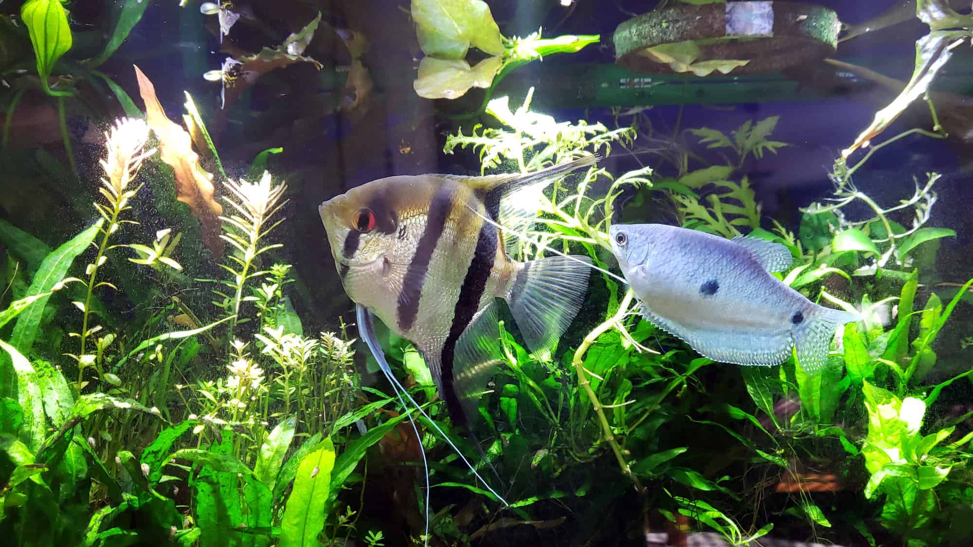 Gourami and Angelfish