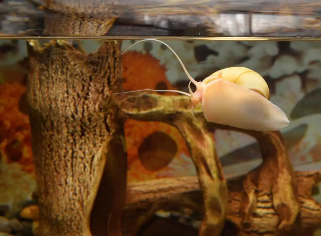 How Long Do Snails Sleep