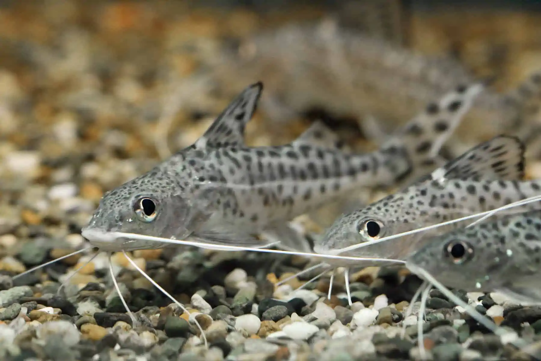 How Many Cory Catfish in a 10 Gallon Tank