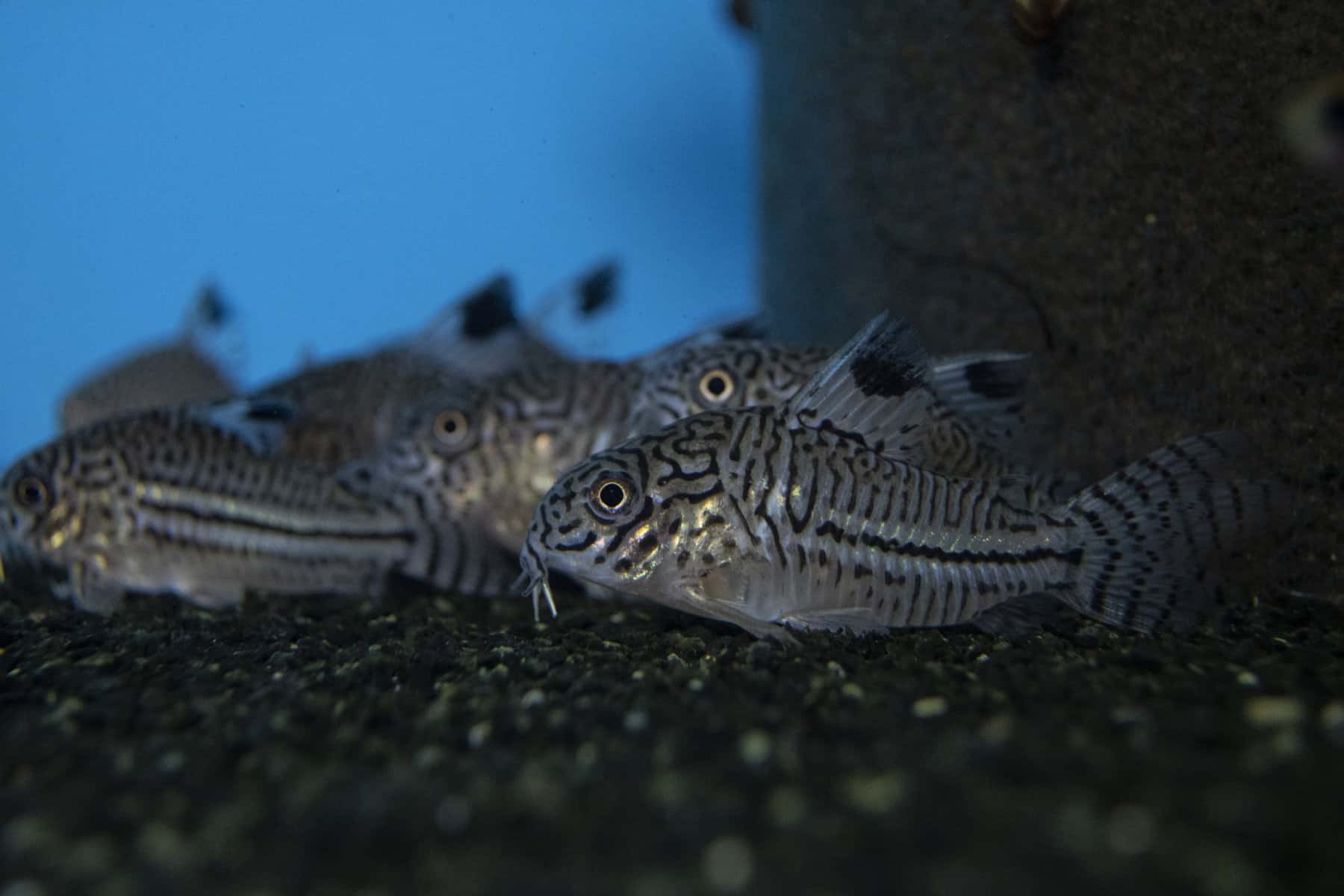 How Many Cory Catfish in a 20 Gallon Tank