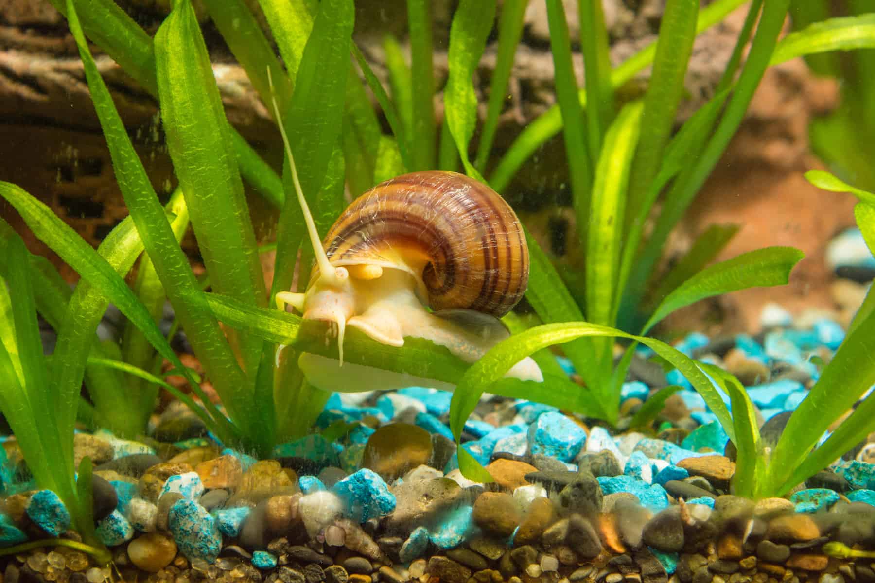 Mystery snail
