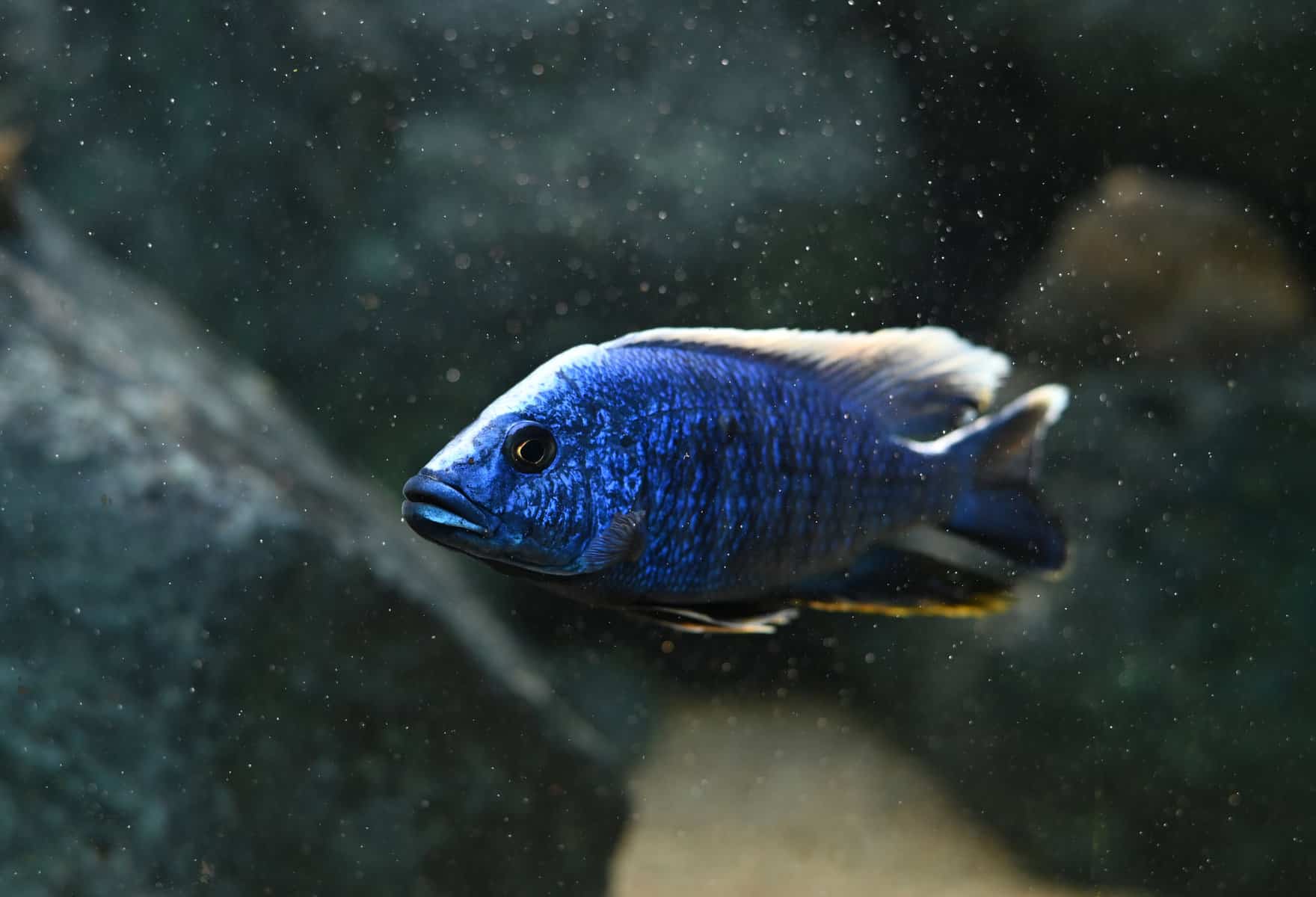 african cichlid fish