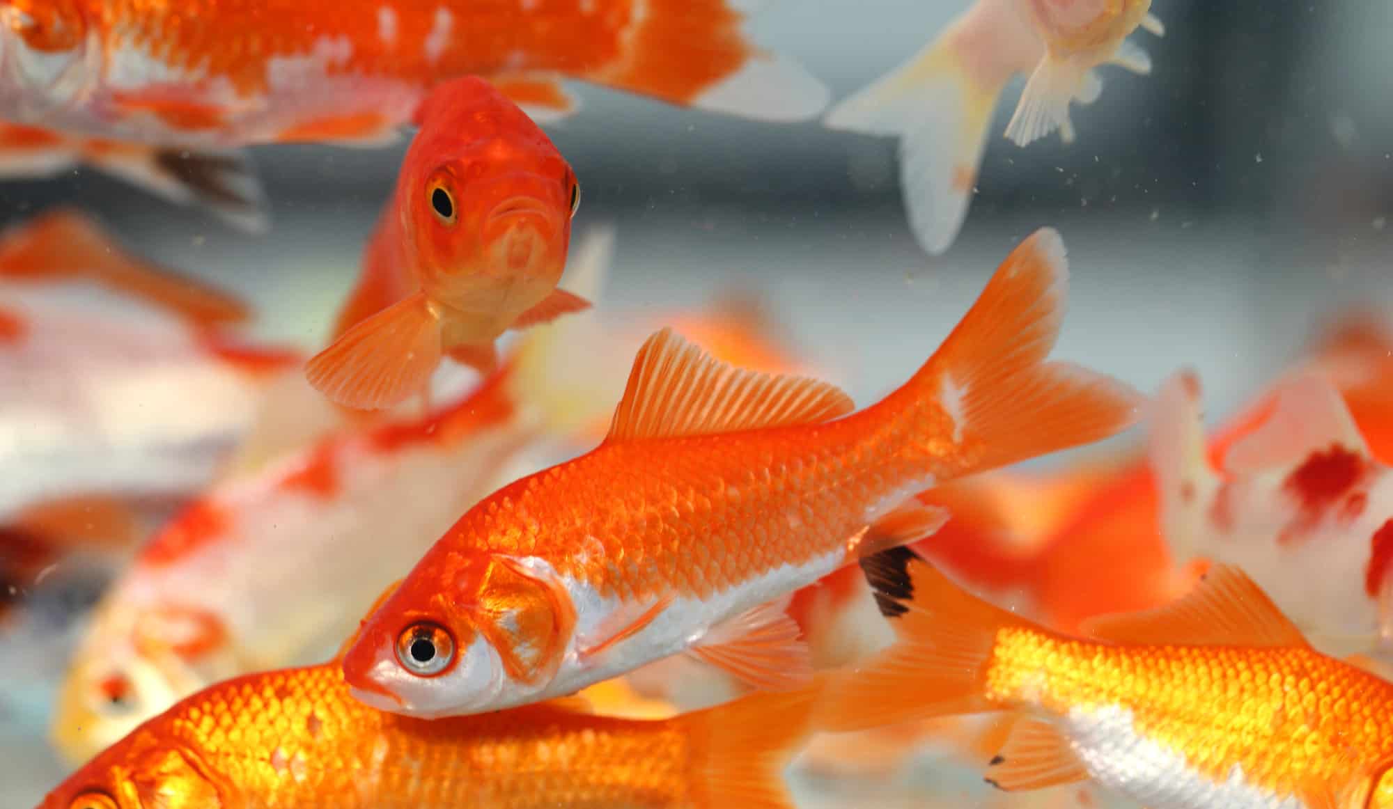 goldfish breeding