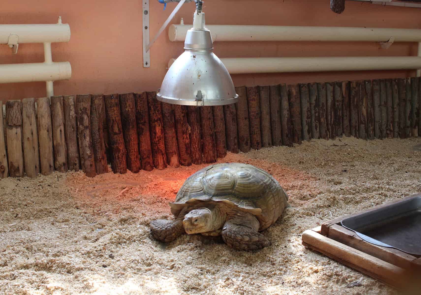 heating lamps for turtles