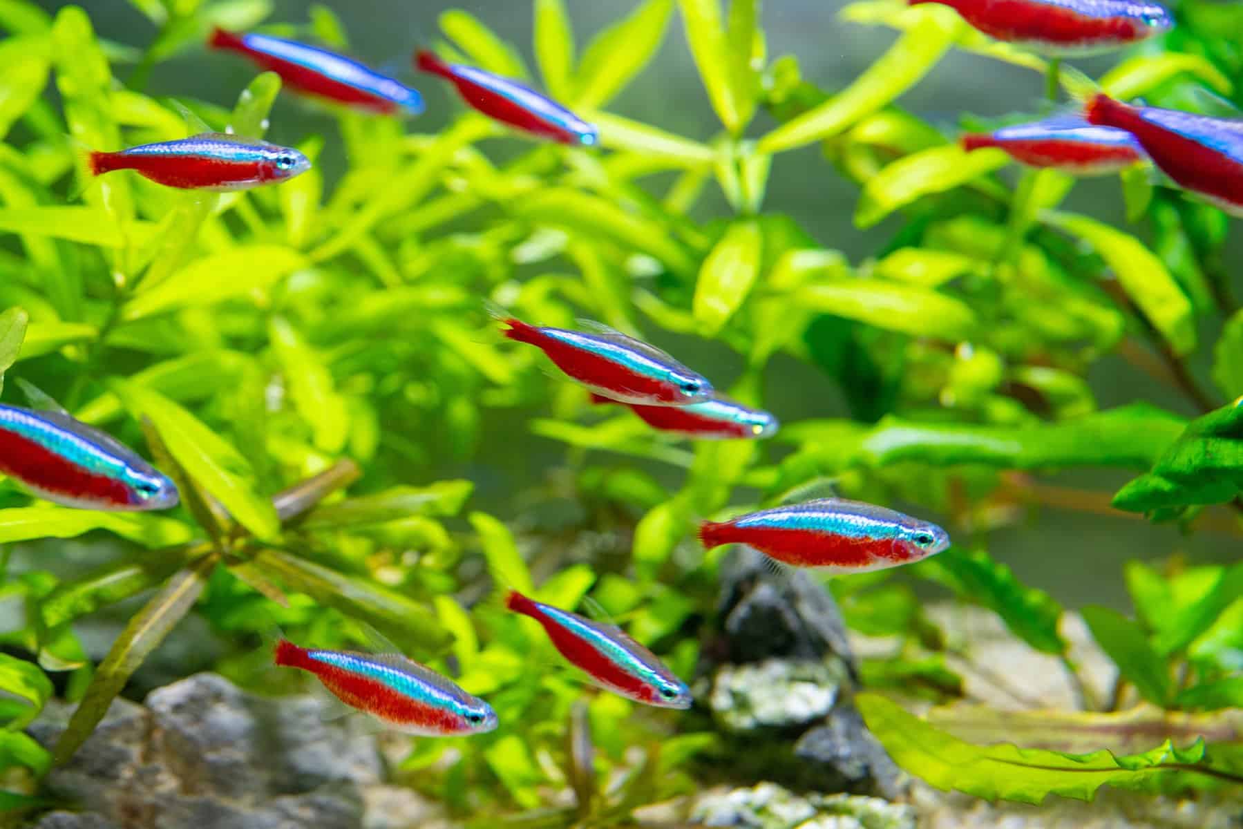 how many neon tetras in a 10 gallon tank