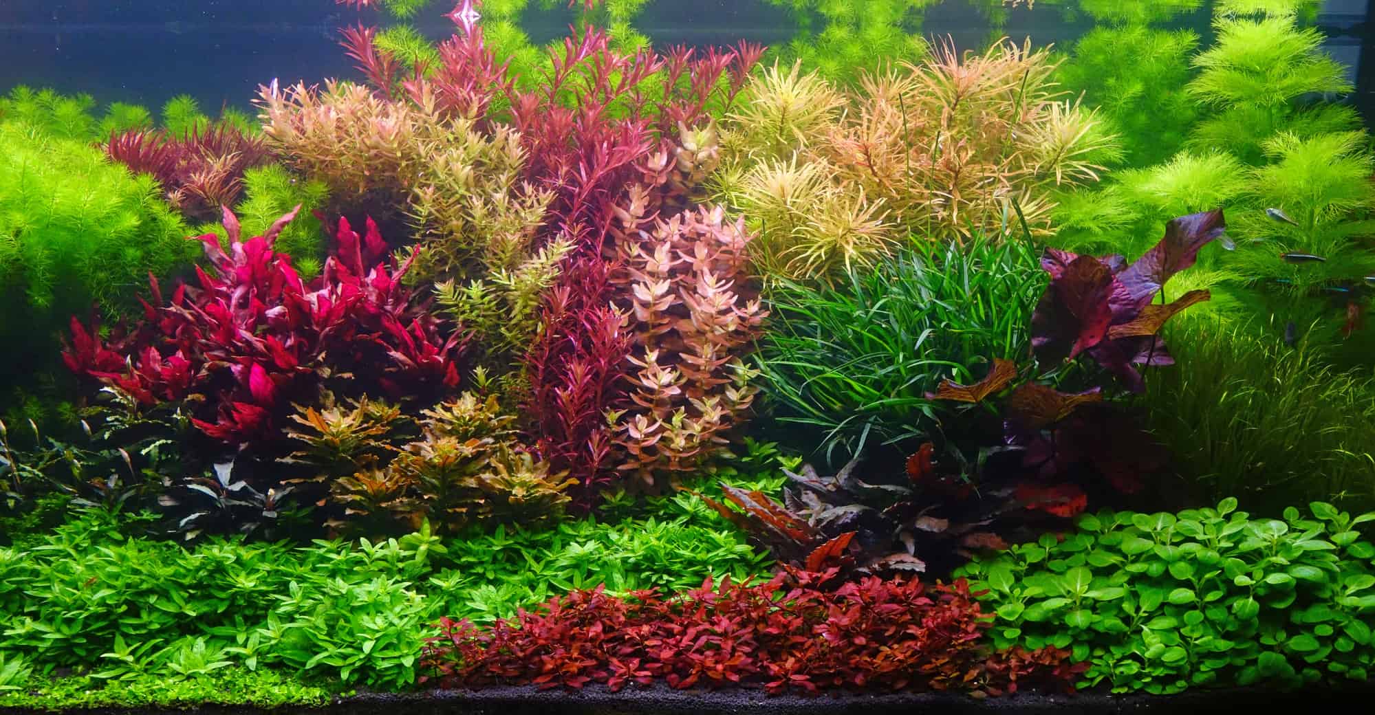 red aquarium plants