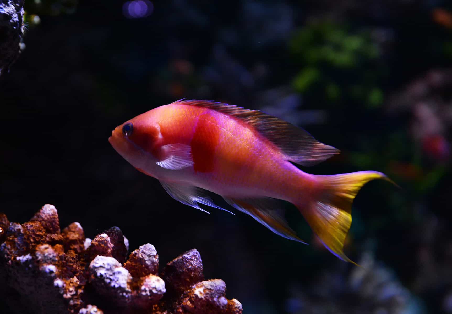 red frontosa cichlid