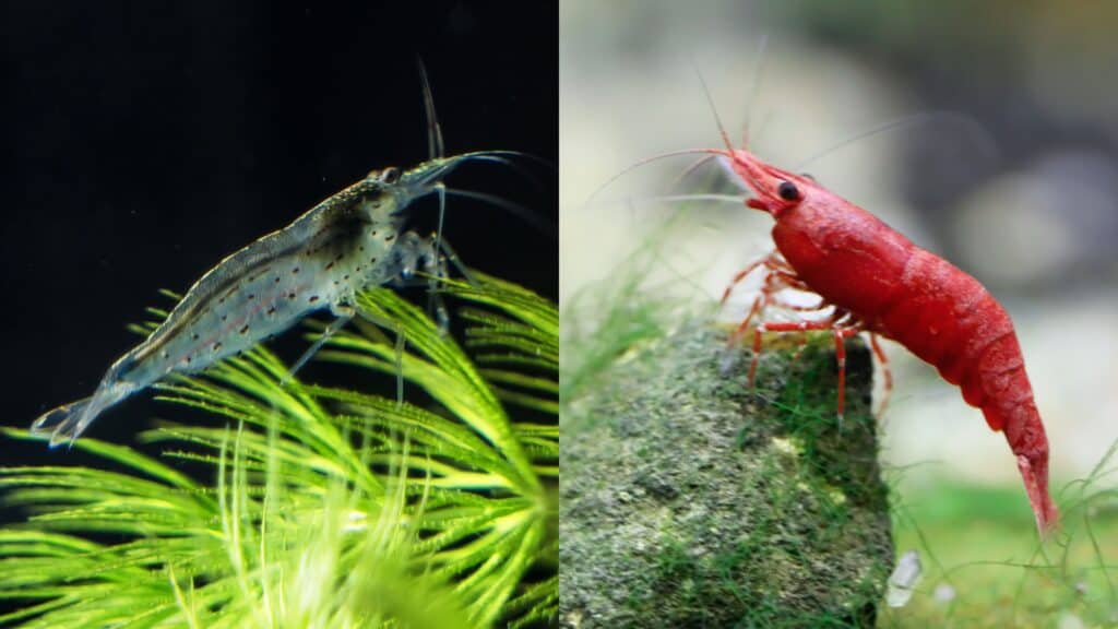 Amano Shrimp vs Cherry Shrimp