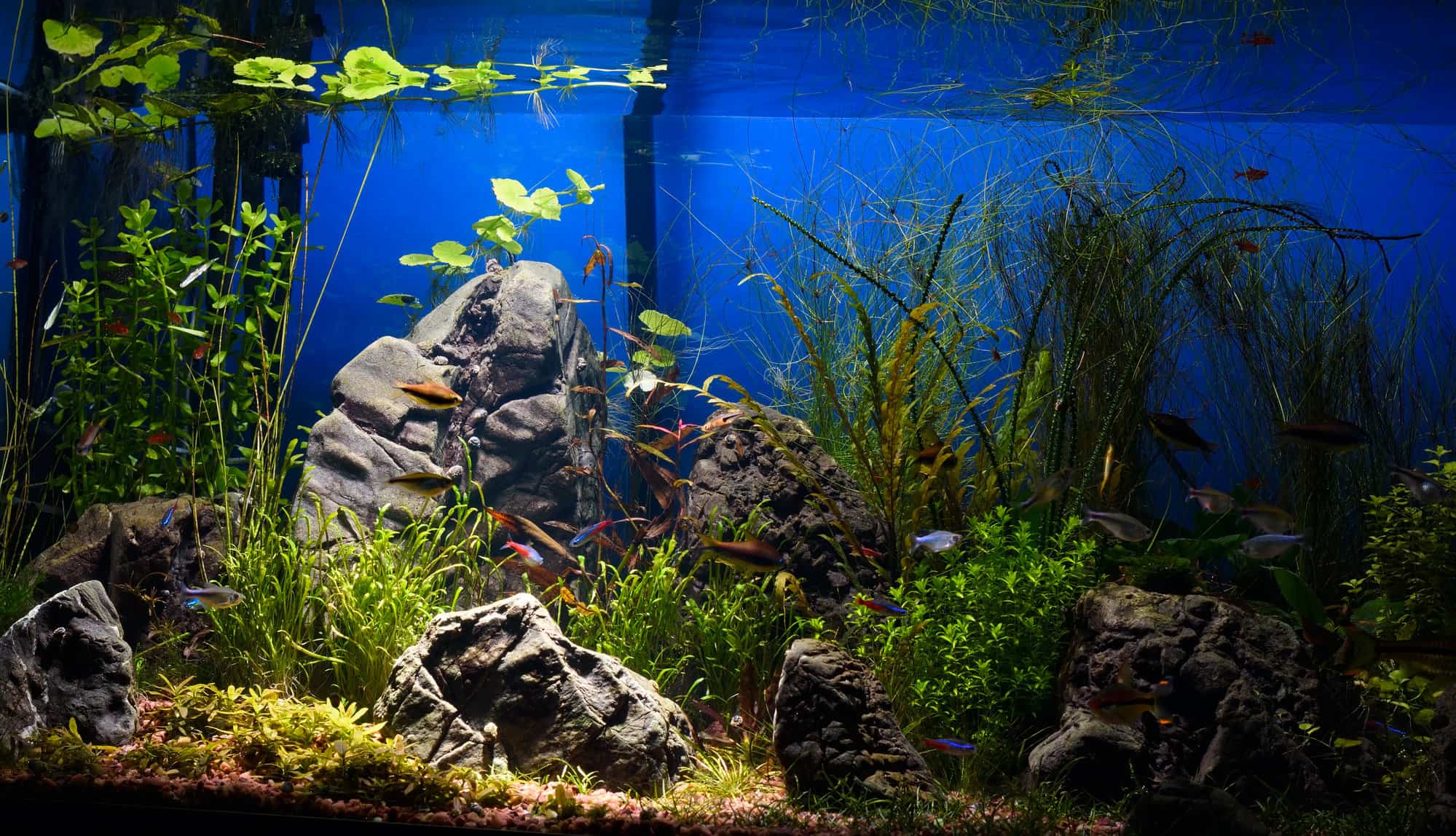 Farvel Nemlig Botanik Aquarium Night Light Guide: Which Is Right for Your Tank?