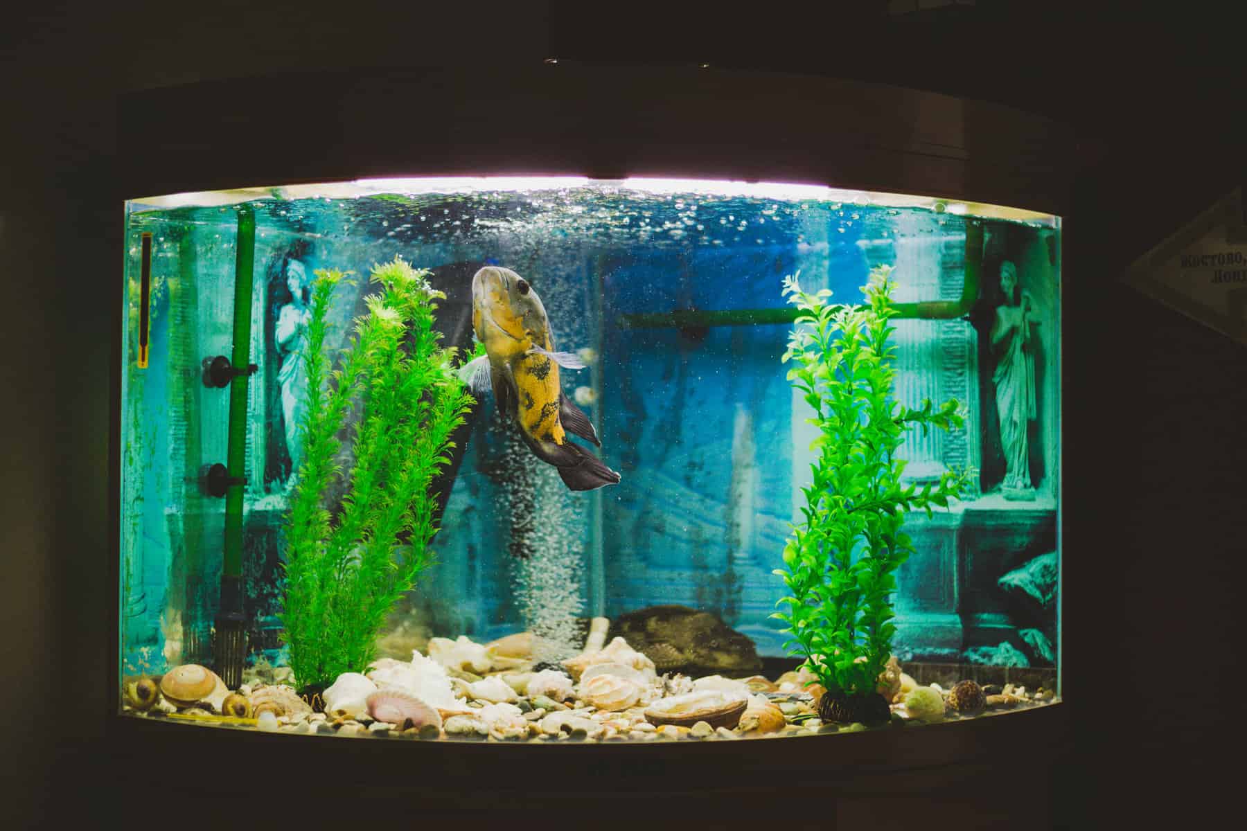 Ambitieus Iedereen Knooppunt The Best Aquarium Filter for Large Tanks – Our Top Picks