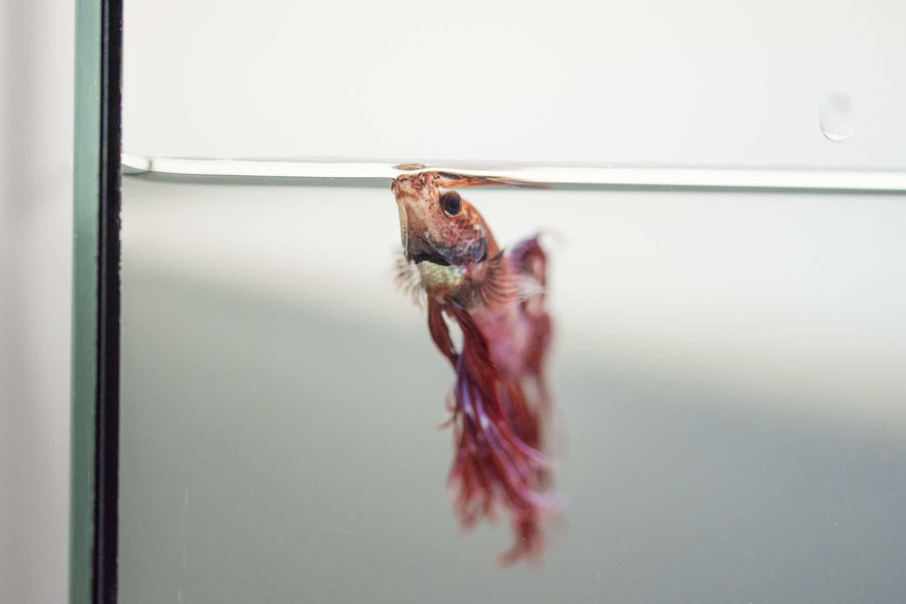 Betta Fish Behavior Before Death