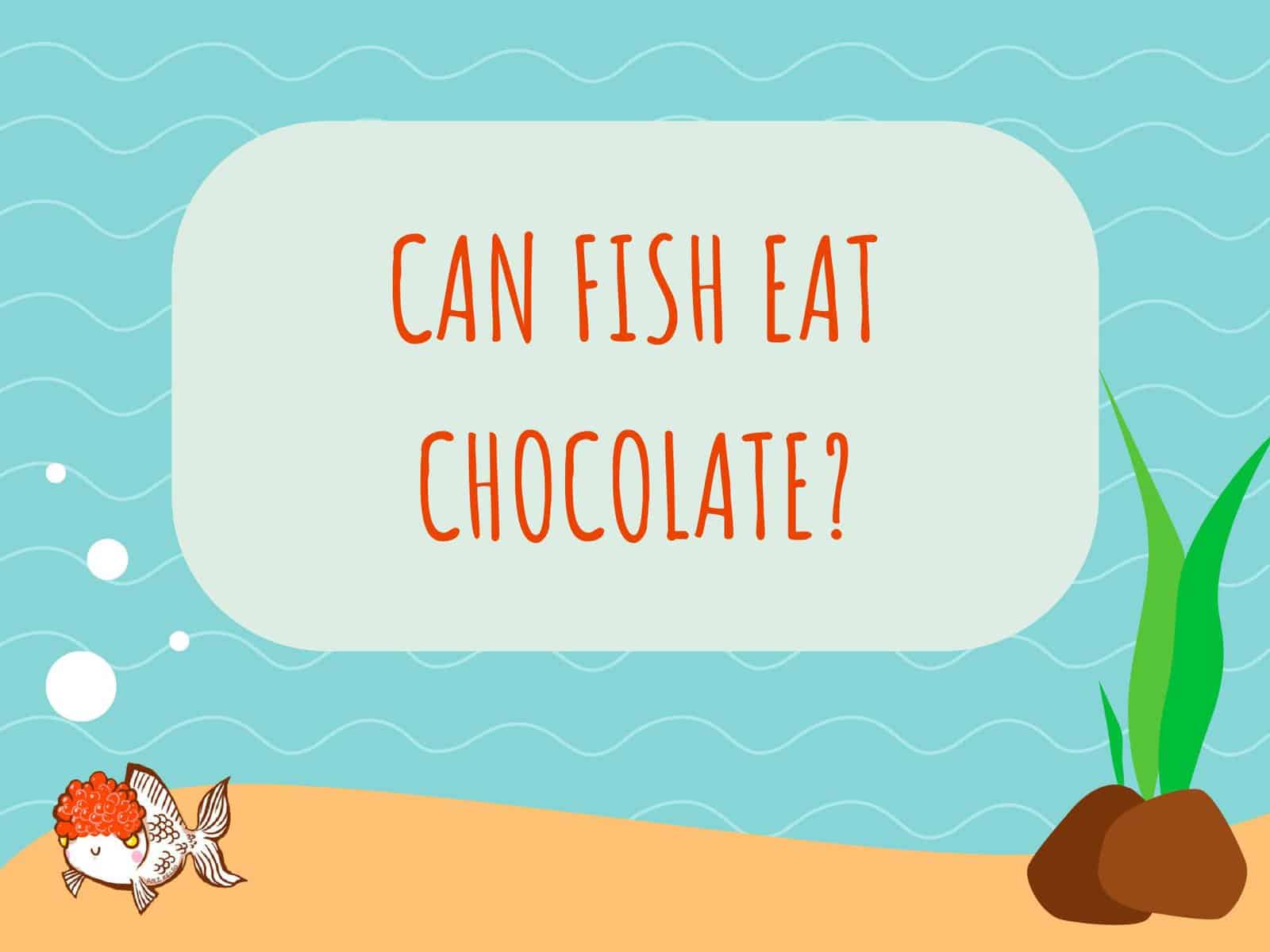 Can Fish Eat Chocolate