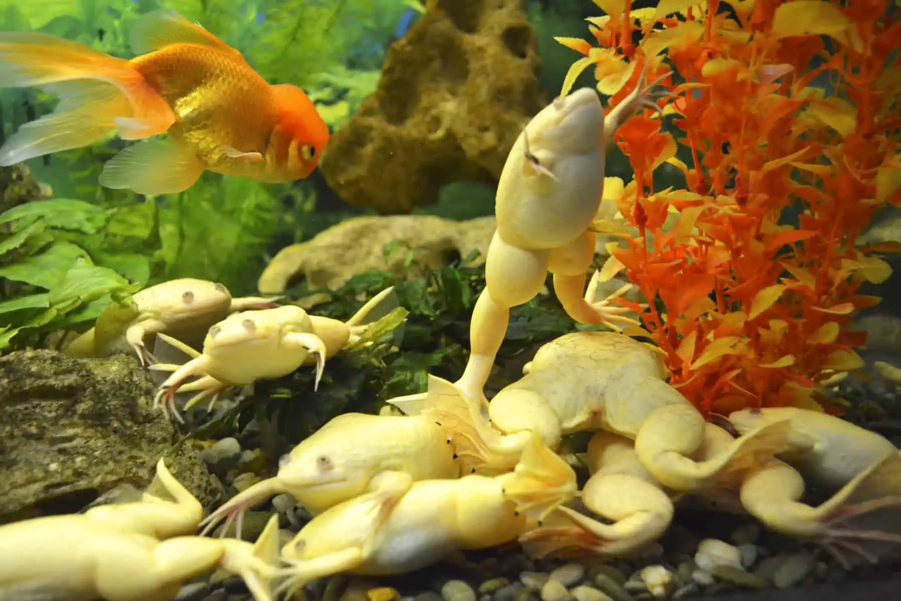 Can Frogs Eat Fish Food? Everything You Need To Know!