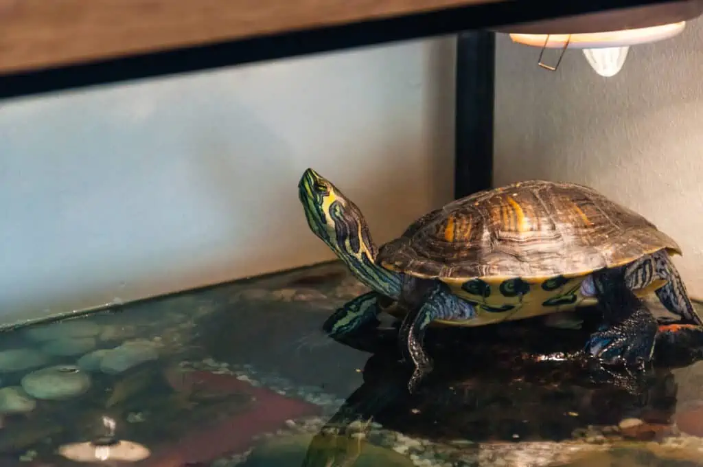 Can a Turtle Live in a 10 Gallon Tank – Read On To Find Out