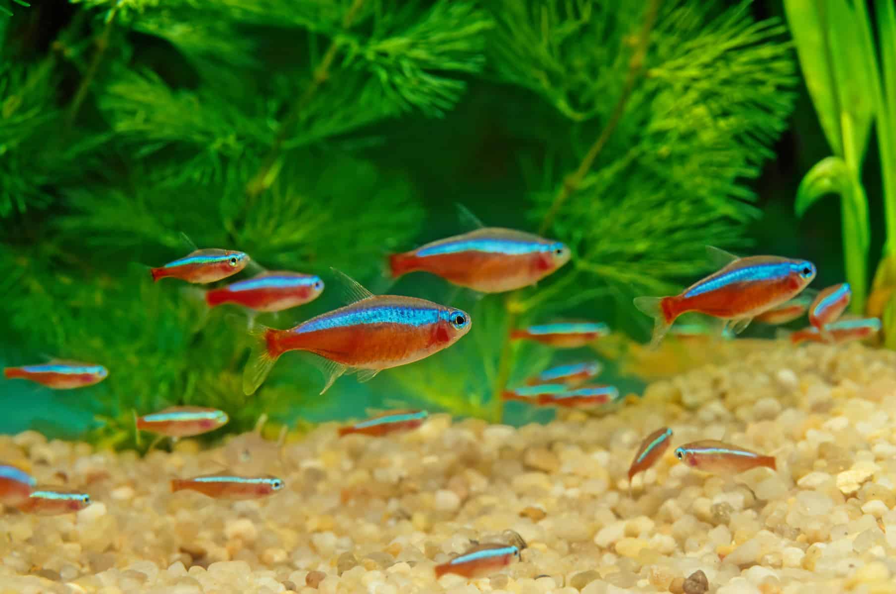 Cardinal Tetras