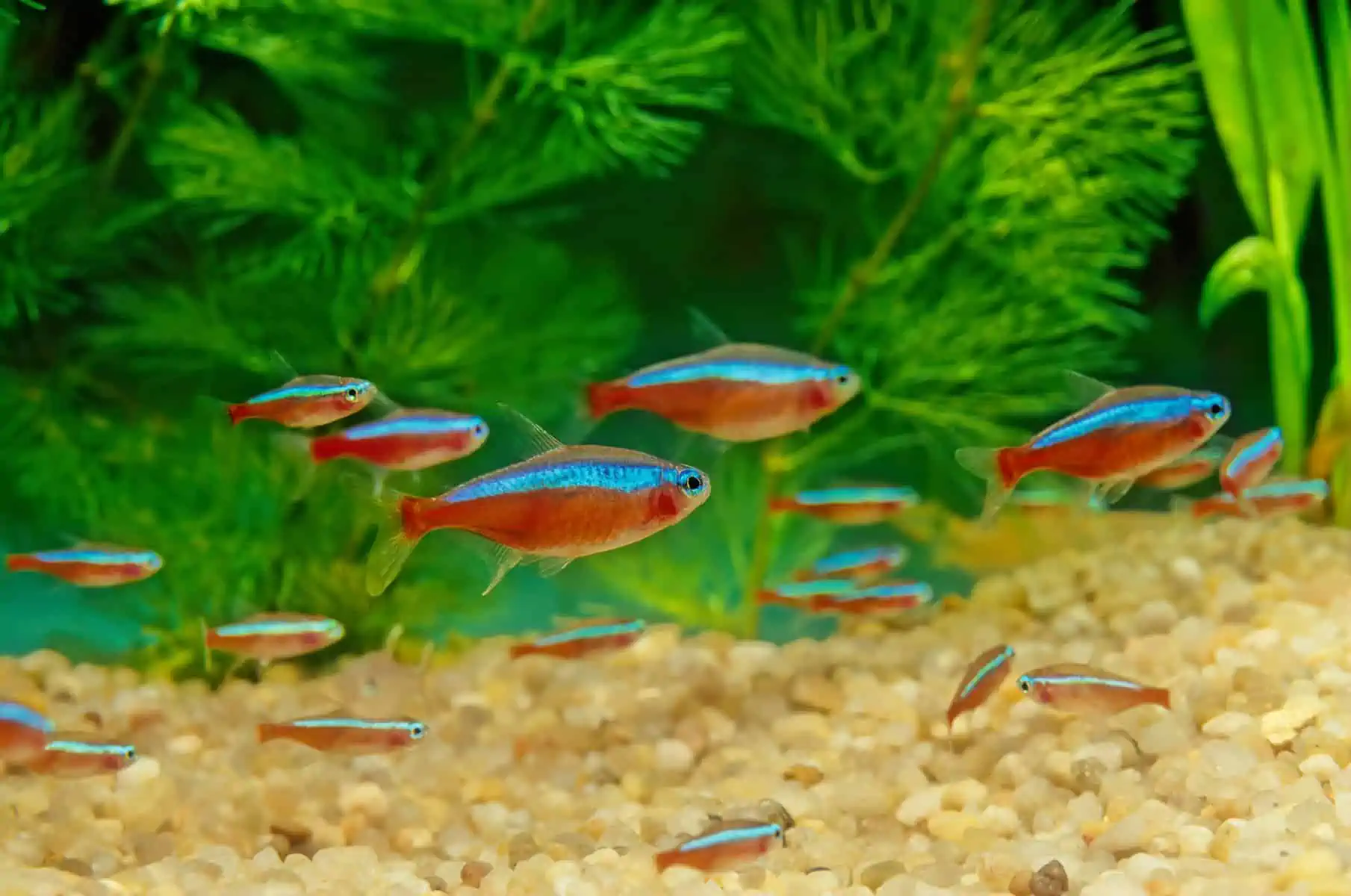 Choosing Tetras