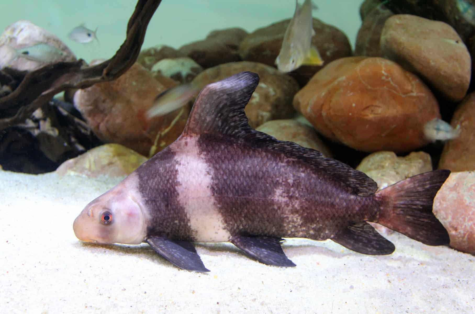 Chinese High Fin Banded Shark