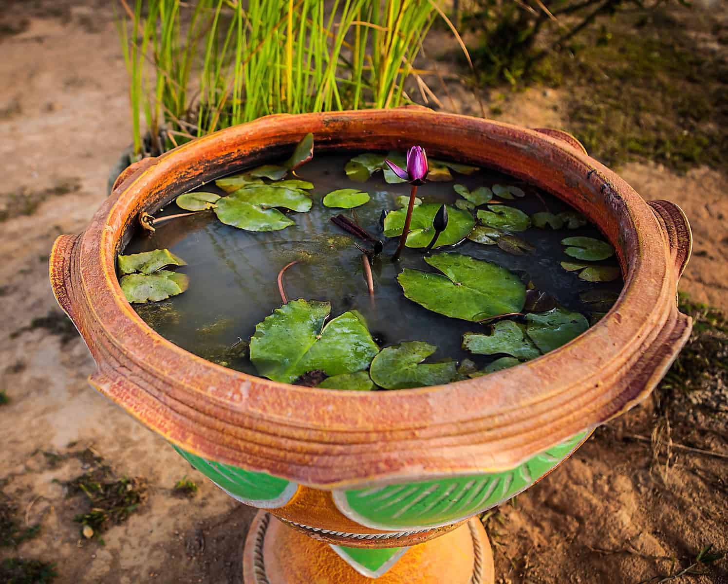 Container Pond