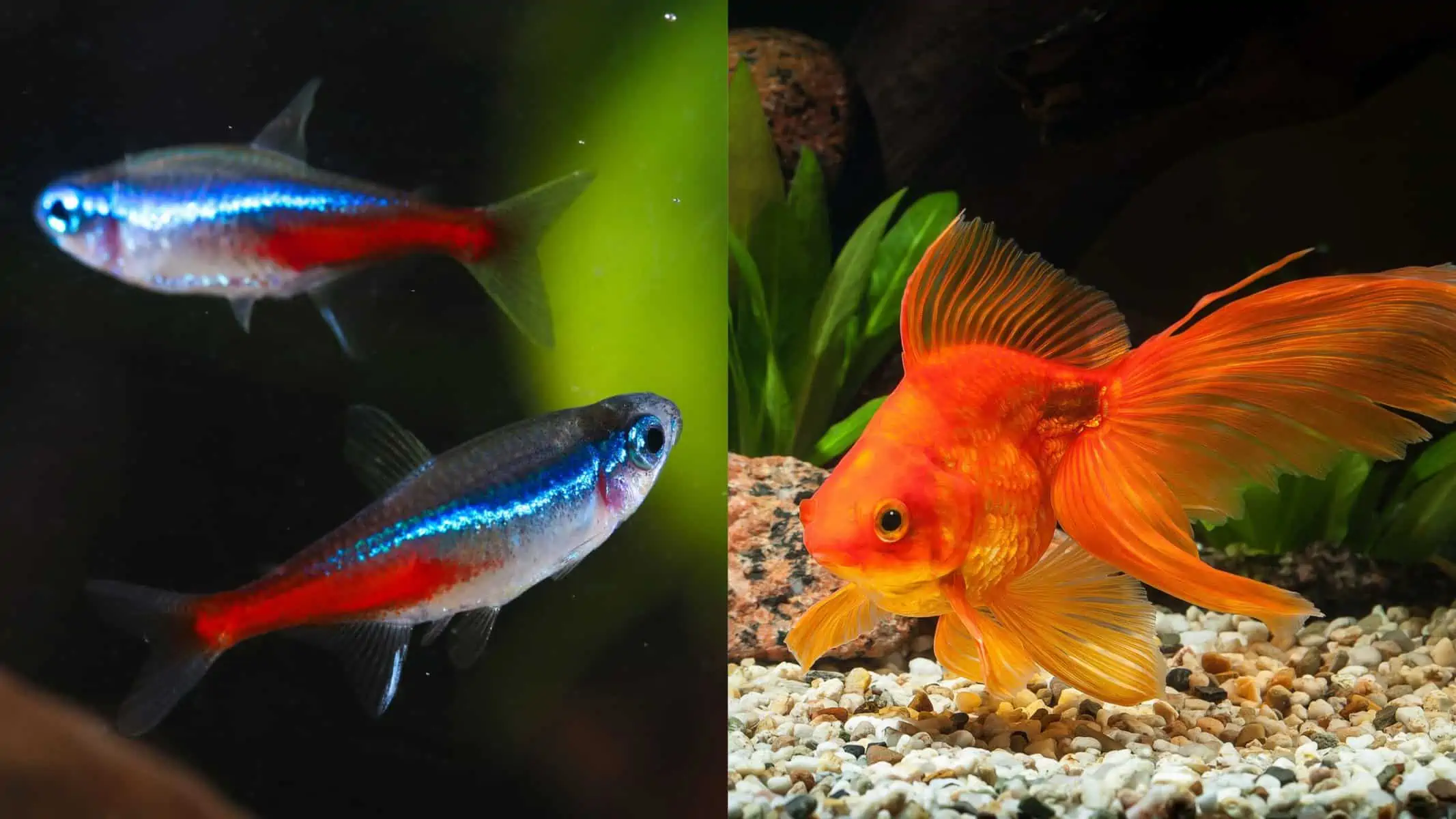 Goldfish and Tetras: The Odd Couple of the Fish World