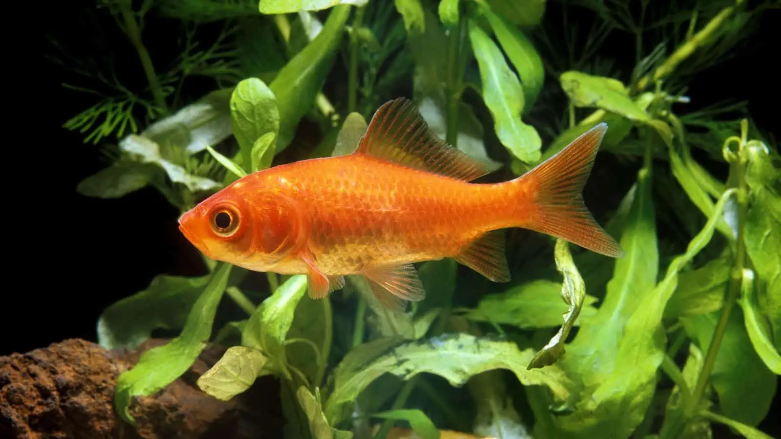 Goldfish Carassius auratus